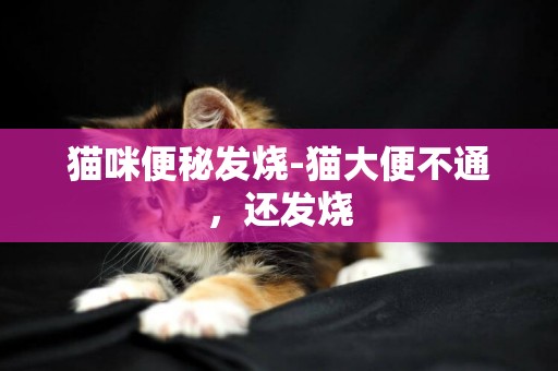 貓咪便秘發燒-貓大便不通，還發燒
