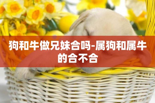 狗和牛做兄妹合嗎-屬狗和屬牛的合不合