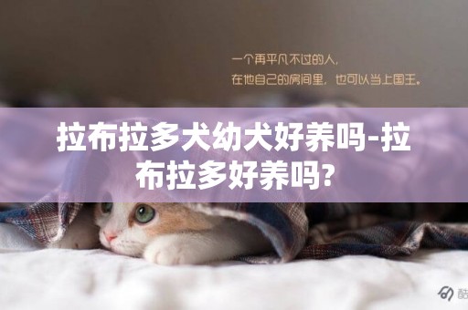 拉布拉多犬幼犬好養嗎-拉布拉多好養嗎?