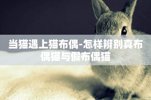 當貓遇上貓布偶-怎樣辨別真布偶貓與假布偶貓
