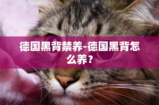 德國黑背禁養-德國黑背怎么養？