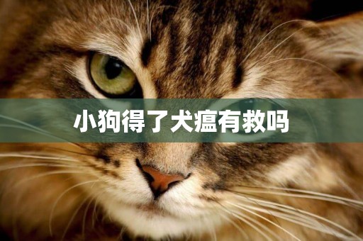 小狗得了犬瘟有救嗎