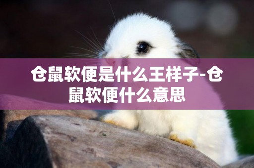 倉鼠軟便是什么王樣子-倉鼠軟便什么意思