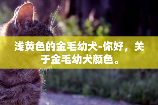 淺黃色的金毛幼犬-你好，關于金毛幼犬顏色。