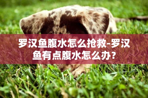 羅漢魚腹水怎么搶救-羅漢魚有點腹水怎么辦？