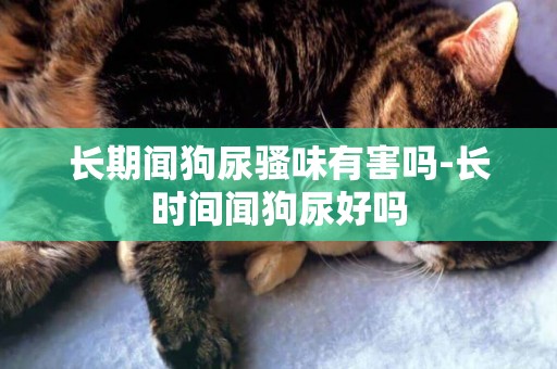 長期聞狗尿騷味有害嗎-長時間聞狗尿好嗎