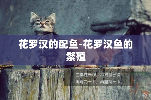 花羅漢的配魚-花羅漢魚的繁殖
