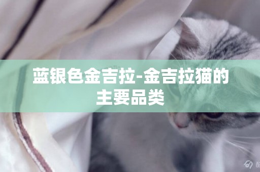 藍銀色金吉拉-金吉拉貓的主要品類