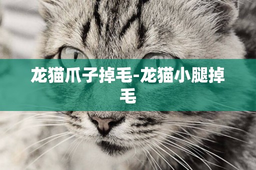 龍貓爪子掉毛-龍貓小腿掉毛