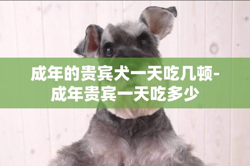 成年的貴賓犬一天吃幾頓-成年貴賓一天吃多少