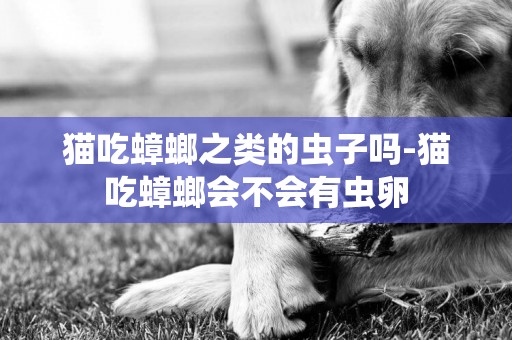 貓吃蟑螂之類的蟲子嗎-貓吃蟑螂會不會有蟲卵