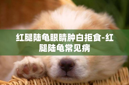 紅腿陸龜眼睛腫白拒食-紅腿陸龜常見病