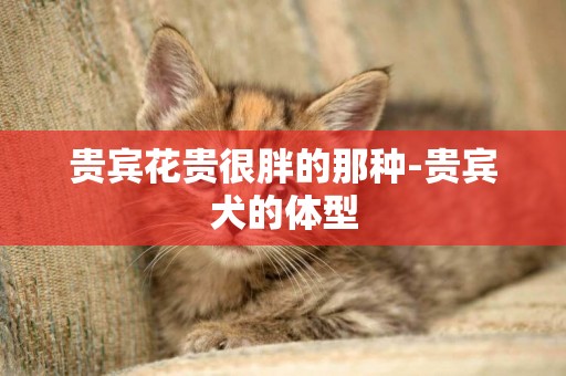 貴賓花貴很胖的那種-貴賓犬的體型