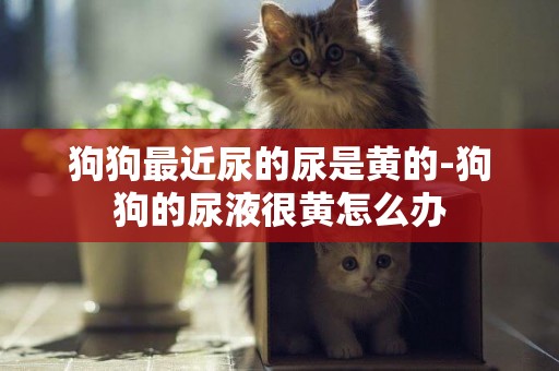 狗狗最近尿的尿是黃的-狗狗的尿液很黃怎么辦