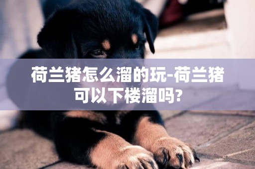 荷蘭豬怎么溜的玩-荷蘭豬可以下樓溜嗎?