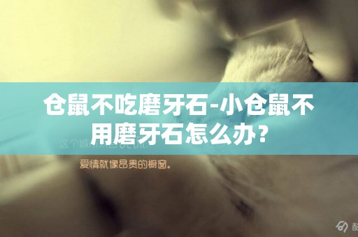 倉鼠不吃磨牙石-小倉鼠不用磨牙石怎么辦？