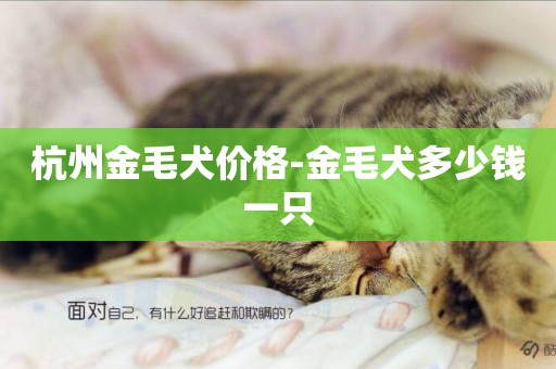 杭州金毛犬價格-金毛犬多少錢一只