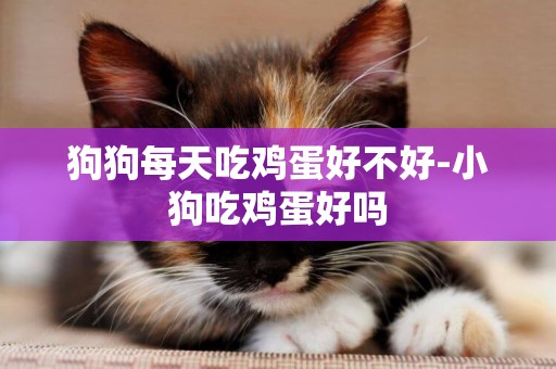 狗狗每天吃雞蛋好不好-小狗吃雞蛋好嗎