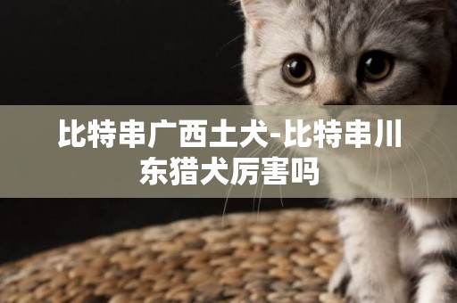 比特串廣西土犬-比特串川東獵犬厲害嗎