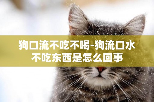 狗口流不吃不喝-狗流口水不吃東西是怎么回事