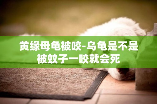 黃緣母龜被咬-烏龜是不是被蚊子一咬就會死