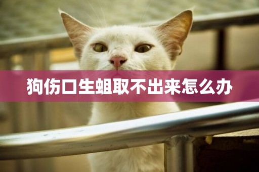 狗傷口生蛆取不出來怎么辦