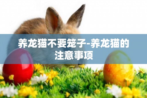 養龍貓不要籠子-養龍貓的注意事項