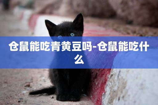 倉鼠能吃青黃豆嗎-倉鼠能吃什么