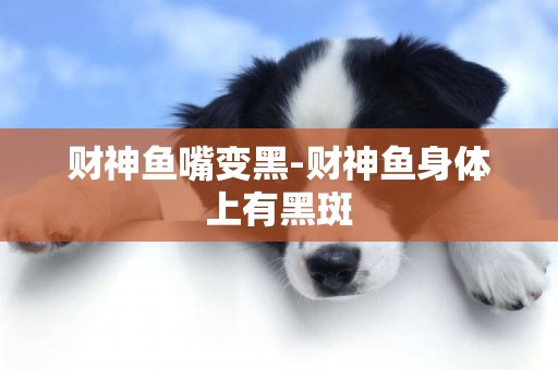 財神魚嘴變黑-財神魚身體上有黑斑