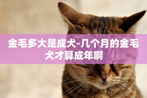 金毛多大是成犬-幾個月的金毛犬才算成年啊
