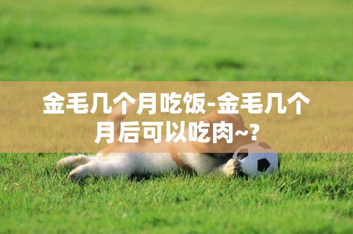 金毛幾個月吃飯-金毛幾個月后可以吃肉~?