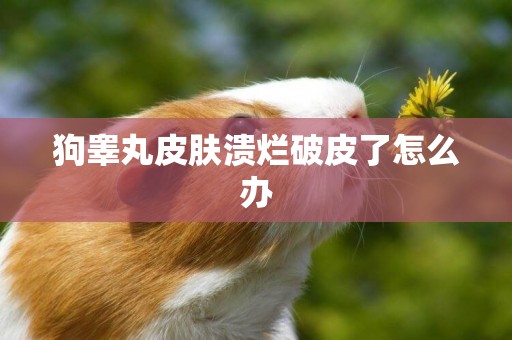 狗睪丸皮膚潰爛破皮了怎么辦