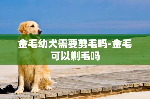 金毛幼犬需要剪毛嗎-金毛可以剃毛嗎