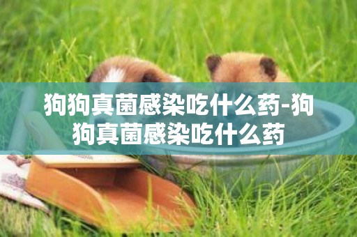 狗狗真菌感染吃什么藥-狗狗真菌感染吃什么藥