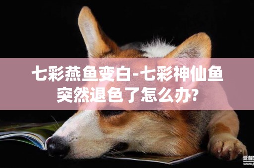 七彩燕魚變白-七彩神仙魚突然退色了怎么辦?