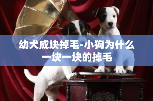 幼犬成塊掉毛-小狗為什么一塊一塊的掉毛