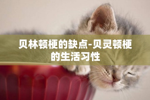 貝林頓梗的缺點-貝靈頓梗的生活習性