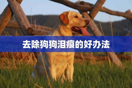 去除狗狗淚痕的好辦法