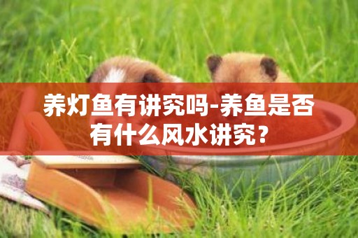 養燈魚有講究嗎-養魚是否有什么風水講究？