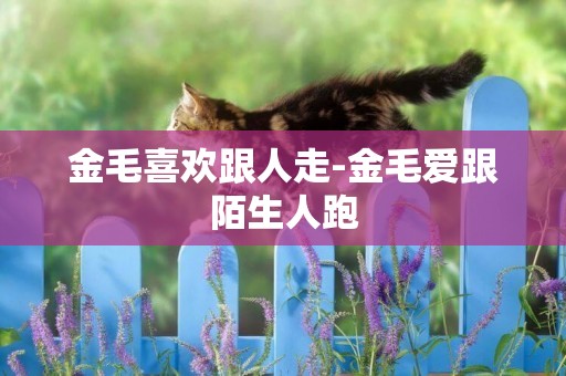金毛喜歡跟人走-金毛愛跟陌生人跑