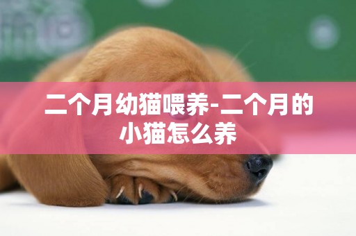 二個月幼貓喂養-二個月的小貓怎么養