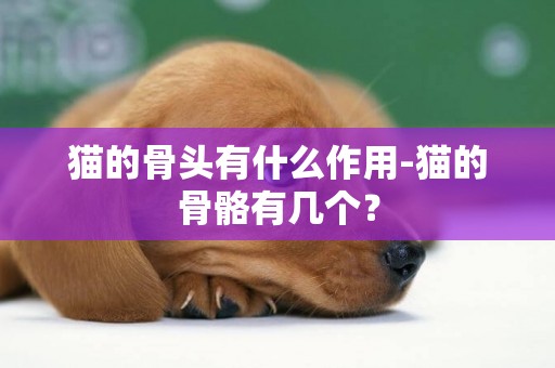 貓的骨頭有什么作用-貓的骨骼有幾個？