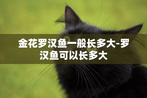 金花羅漢魚一般長多大-羅漢魚可以長多大