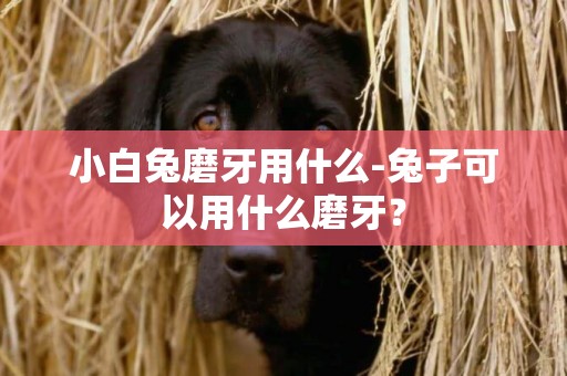 小白兔磨牙用什么-兔子可以用什么磨牙？