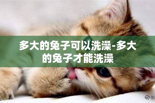 多大的兔子可以洗澡-多大的兔子才能洗澡