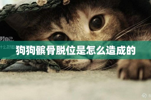 狗狗髕骨脫位是怎么造成的