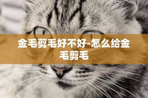 金毛剪毛好不好-怎么給金毛剪毛