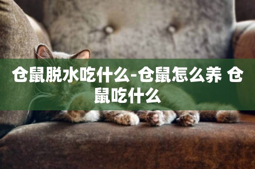 倉鼠脫水吃什么-倉鼠怎么養 倉鼠吃什么