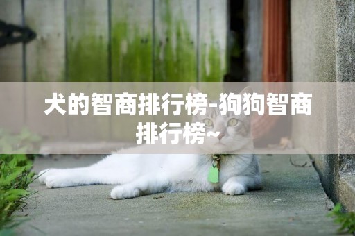 犬的智商排行榜-狗狗智商排行榜~