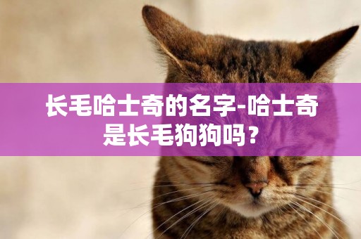 長毛哈士奇的名字-哈士奇是長毛狗狗嗎？